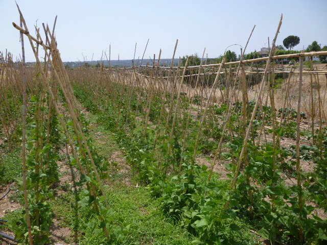 Articulando el sector: “Agrupaciones de productores ecológicos”