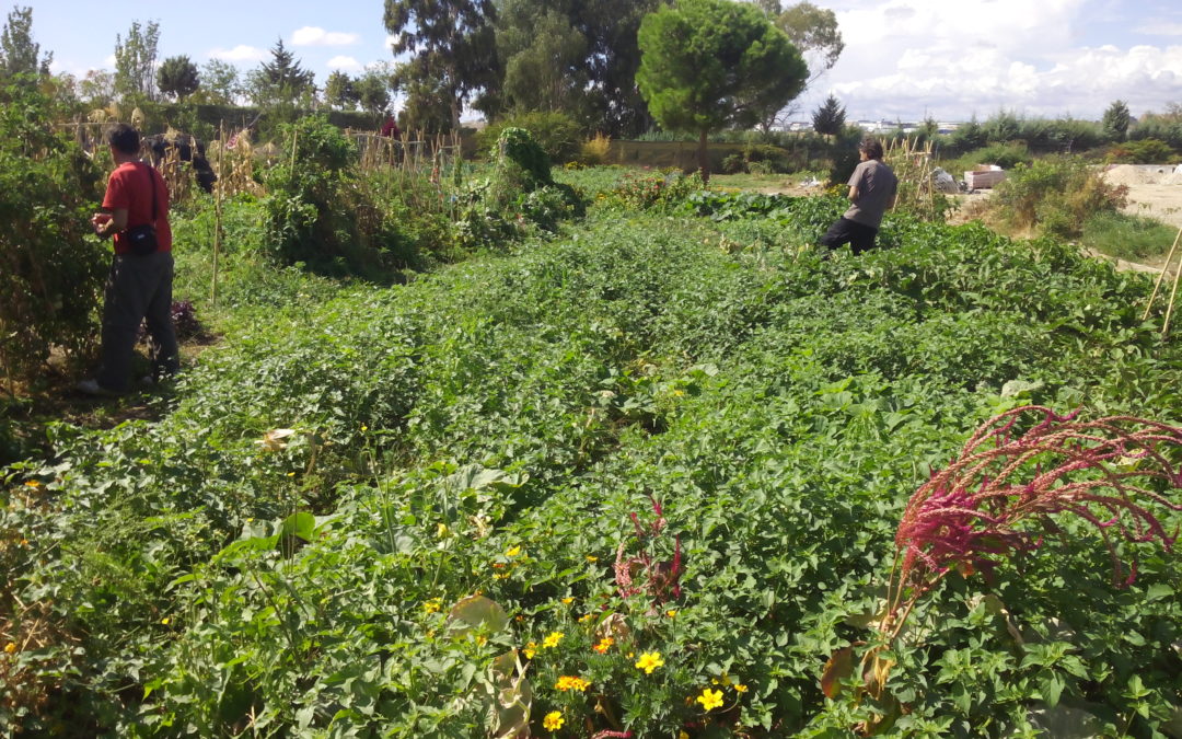 Sistemas participativos de garantía para proyectos alimentarios
