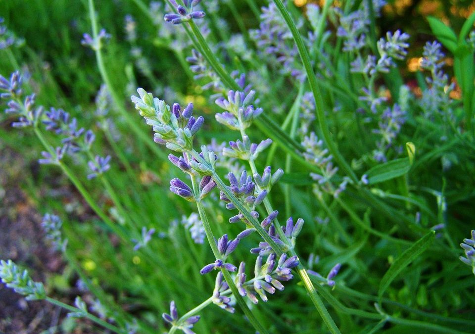 Ciclo de talleres de la maceta al plato: Plantas aromáticas y condimentos